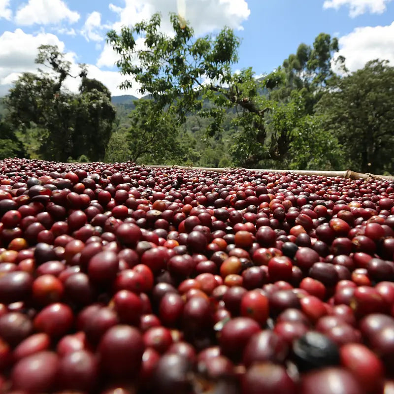 Kaffeekirschen – Andres Kaffeemanufaktur