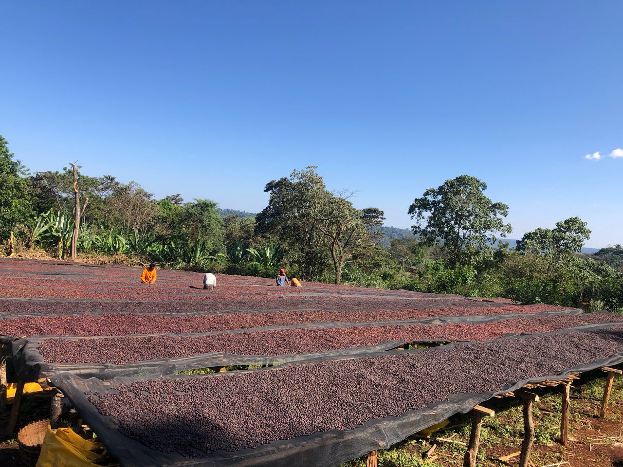 Kaffeekirschen auf Trockenbetten – Natural Process Guji Zone Äthiopien · Andres Kaffeemanufaktur