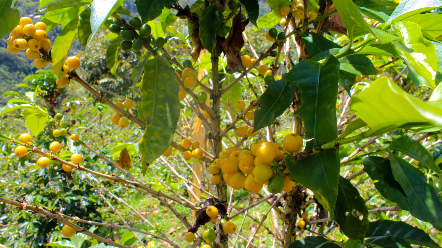 Gelbe Kaffeekirschen Kaffeeplantage Colombia Cauca – Specialty Coffee Herkunft Andres Kaffeemanufaktur