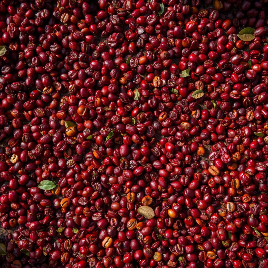Verschiedene Kaffeebohnen für einen Blend – Kompositionskunst Andres Kaffeemanufaktur Vorarlberg