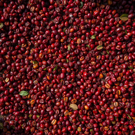 Verschiedene Kaffeebohnen für einen Blend – Kompositionskunst Andres Kaffeemanufaktur Vorarlberg