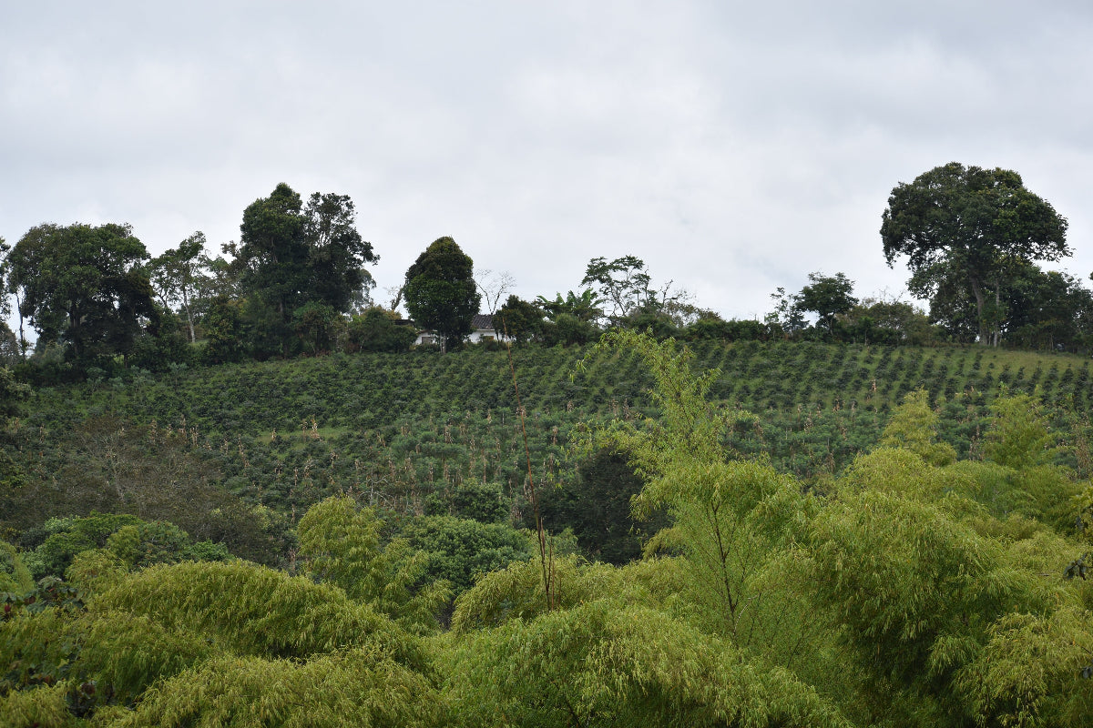 Kaffeeplantage in Hanglagen – Cauca Region Kolumbien · Single Origin Specialty Coffee Herkunft Andres Kaffeemanufaktur