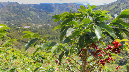 Anbaugebiet – Kolumbien Coffee Herkunft Andres Kaffeemanufaktur